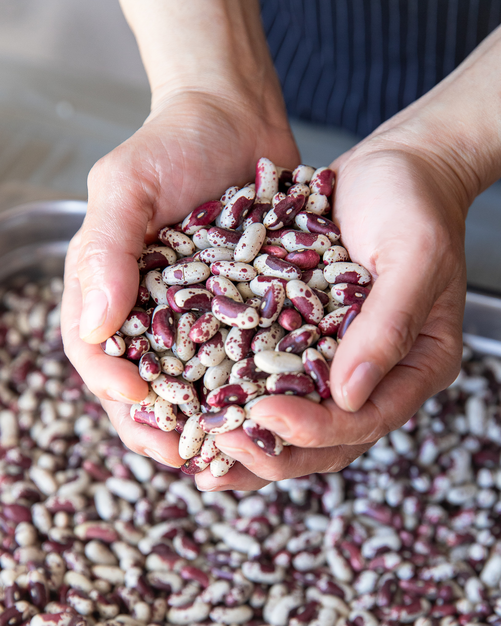 Hands holding a pile of speckled red and white beans above a tray filled with more beans.