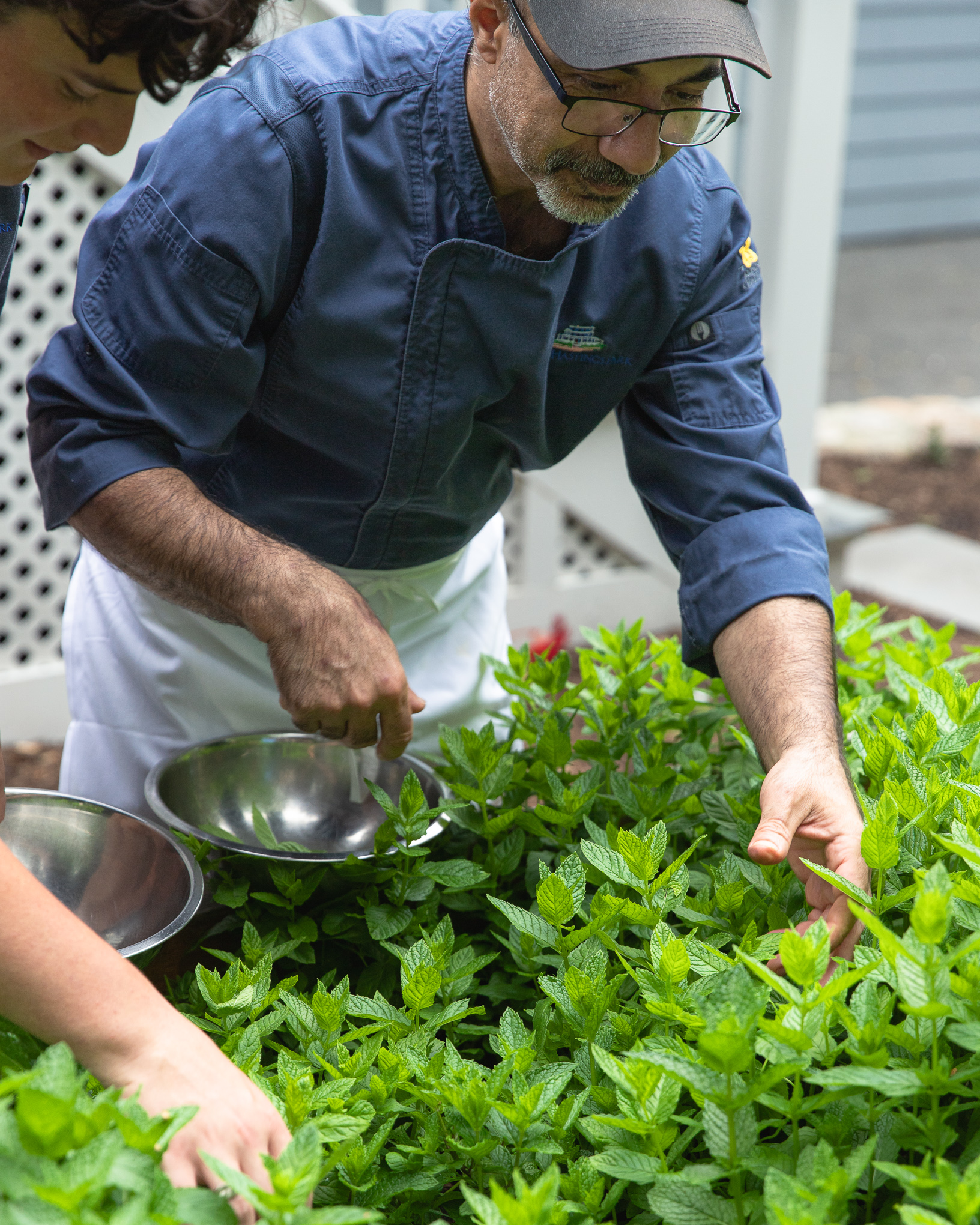 A chef in a blue jacket and cap harvests fresh mint leaves from a lush garden, holding a metal bowl. Another person assists nearby.