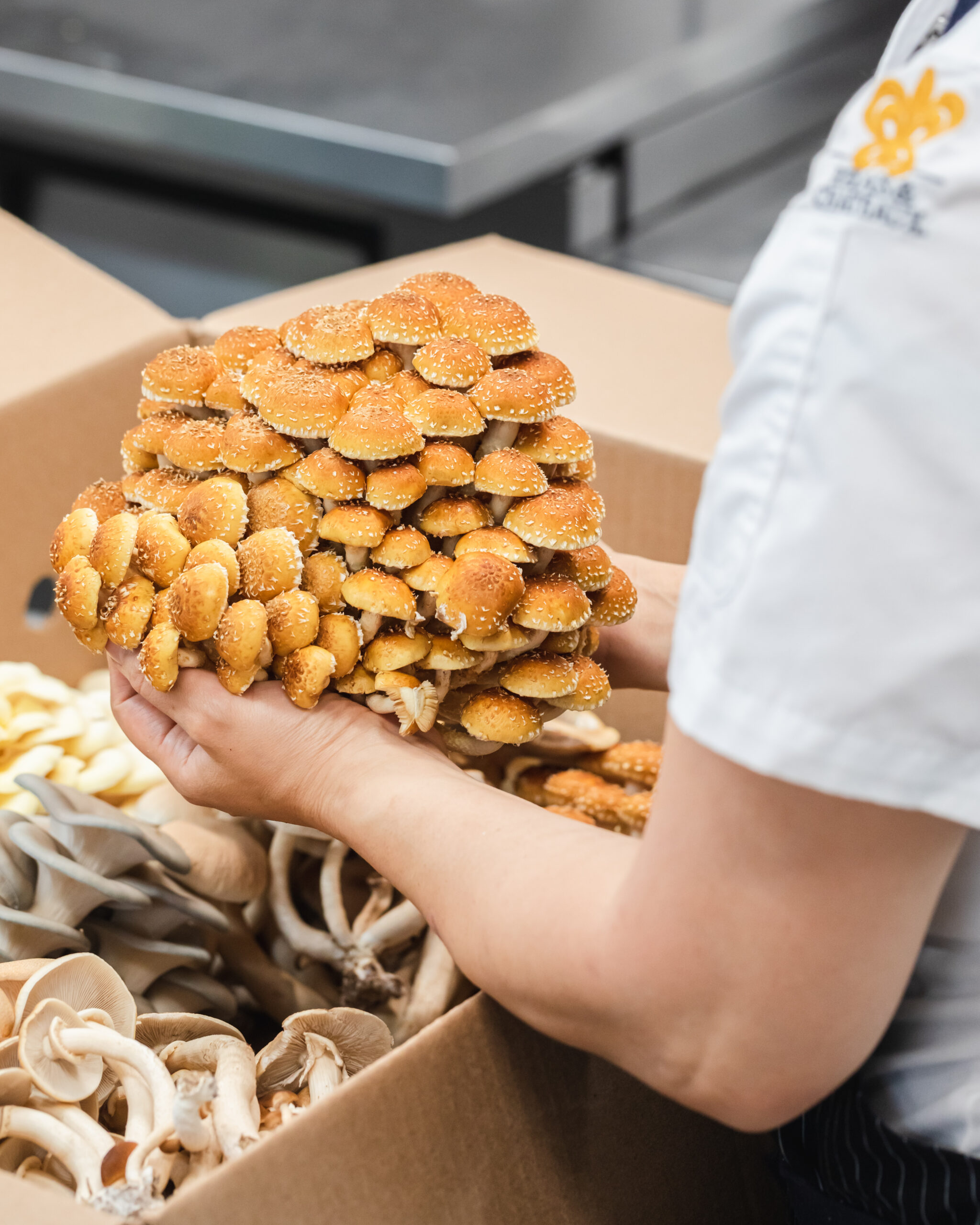 A person holds a large cluster of golden brown mushrooms above a box filled with assorted mushrooms in a kitchen setting.